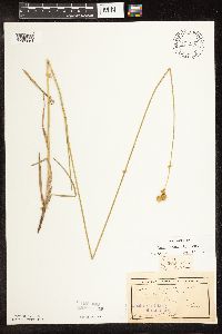 Carex bicknellii image