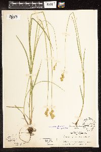 Carex bicknellii image