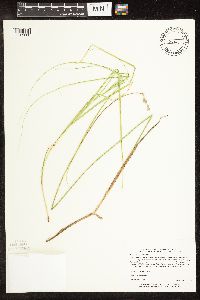Carex bicknellii image