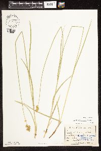 Carex bicknellii image
