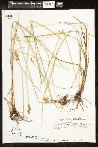 Carex bicknellii image