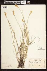 Carex bicknellii image