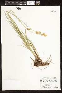 Carex bicknellii image