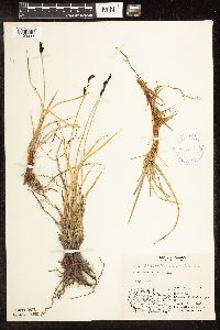 Carex bigelowii image