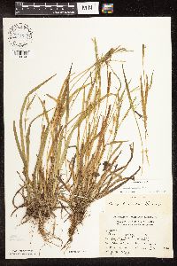 Carex blanda image