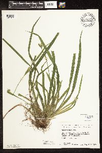 Carex blanda image
