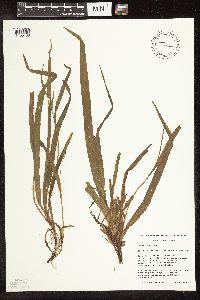 Carex blanda image