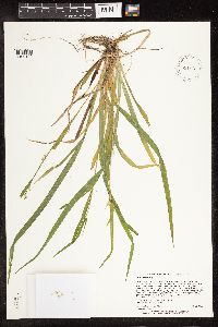 Carex blanda image