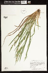 Carex blanda image