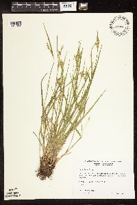 Carex blanda image