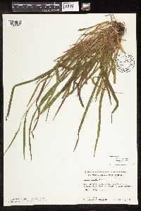 Carex blanda image