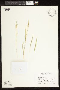 Carex blanda image