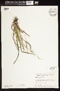 Carex blanda image