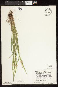 Carex blanda image