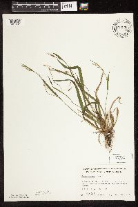 Carex blanda image