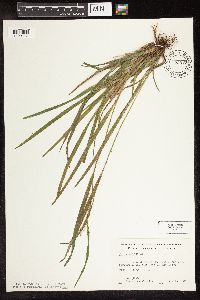 Carex blanda image