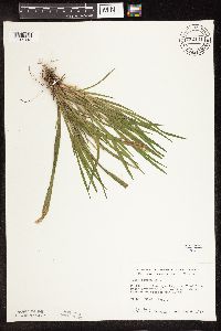 Carex blanda image