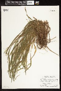 Carex blanda image