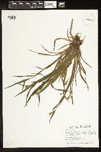 Carex blanda image