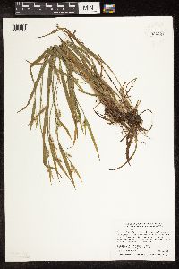 Carex blanda image