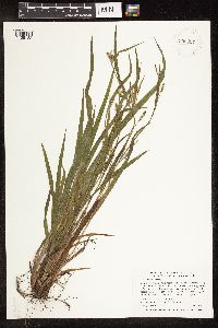 Carex blanda image