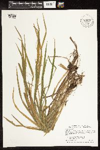 Carex blanda image