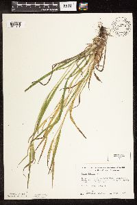 Carex blanda image