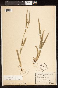 Carex blanda image
