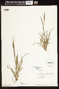 Carex blanda image