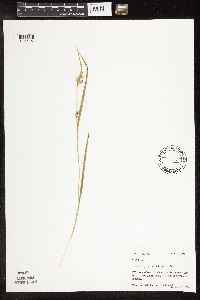 Carex blanda image