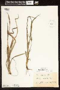 Carex blanda image