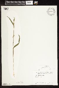 Carex blanda image
