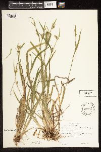 Carex blanda image
