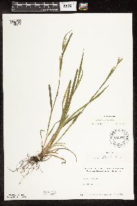 Carex blanda image