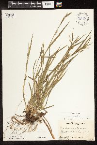 Carex blanda image