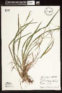 Carex blanda image