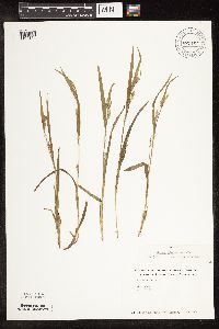 Carex blanda image