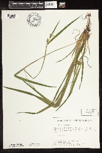 Carex blanda image