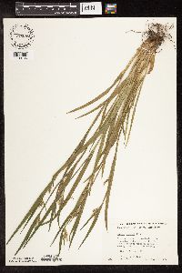 Carex blanda image