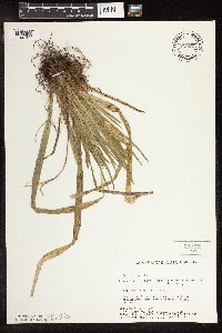 Carex blanda image