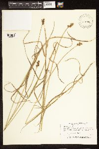 Carex brevior image