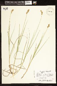 Carex brevior image