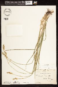 Carex brevior image