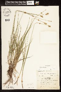 Carex brevior image