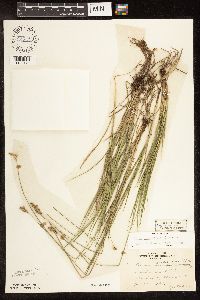Carex brevior image