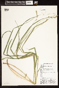 Carex brevior image