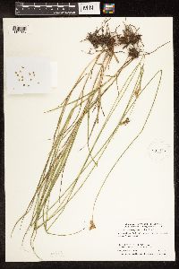 Carex brevior image