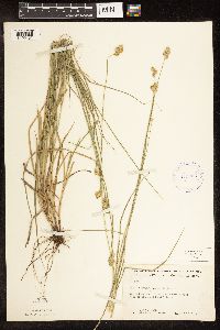 Carex brevior image