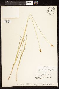 Carex brevior image