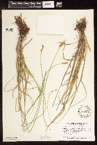 Carex brevior image